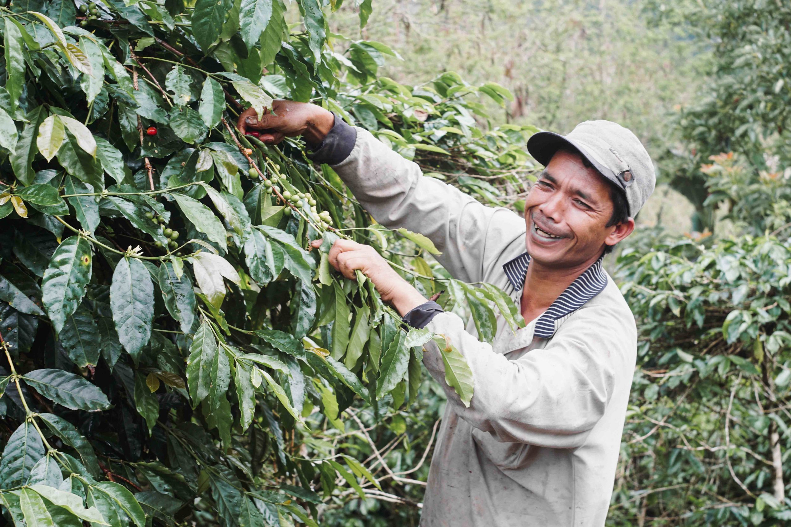 Pak Sudirman, coffee bean farmer for Fore